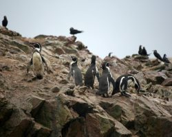 Tučňáci, Islas Ballestas, Peru, archiv Enjoy Travel