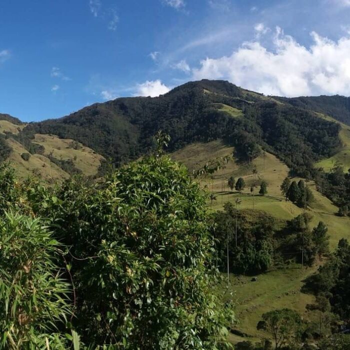 Valle De Cocora Panorama2