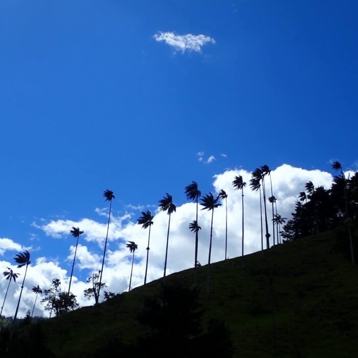 Valle De Cocora Voskove Palmy