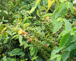 Kávovník, Kolumbie, archiv Enjoy Travel