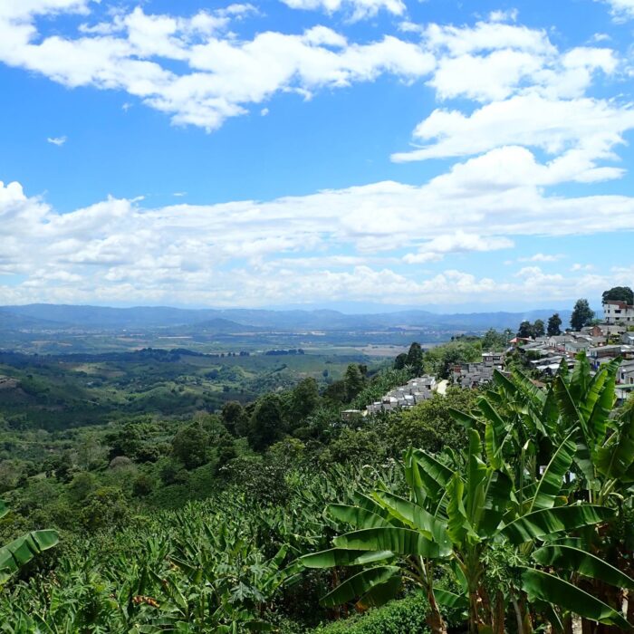 Kavovy Region1