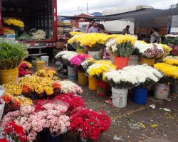 Květiny Paloquemao, Kolumbie, archiv Enjoy Travel