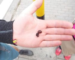 Pochoutka mravenci, Kolumbie, archiv Enjoy Travel