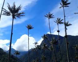 Voskové palmy Valle De Cocora, Kolumbie, archiv Enjoy Travel