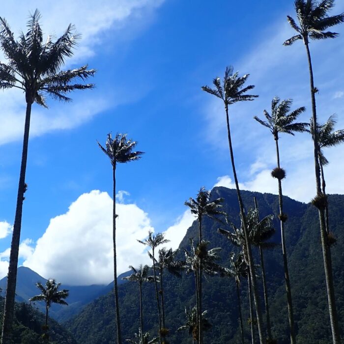 Voskove Palmy Valle De Cocora