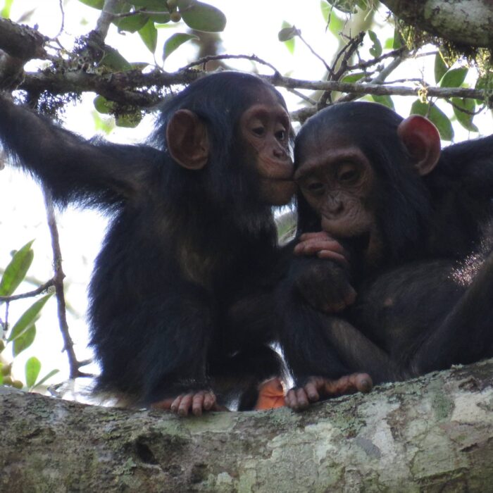 Šimpanzí mláďata, Uganda, archiv Enjoy Travel