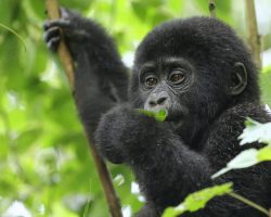 Gorilí mládě, Uganda, archiv Enjoy Travel