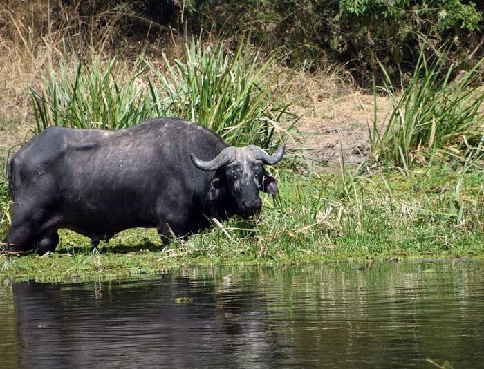 Buvol u řeky, Uganda, archiv Enjoy Travel