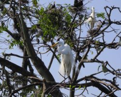Río Dulce, Guatemala, archiv Enjoy Travel