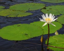 Río Dulce, Guatemala, archiv Enjoy Travel