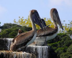 Río Dulce, Guatemala, archiv Enjoy Travel