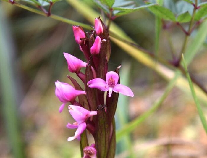 Disa Stairsii