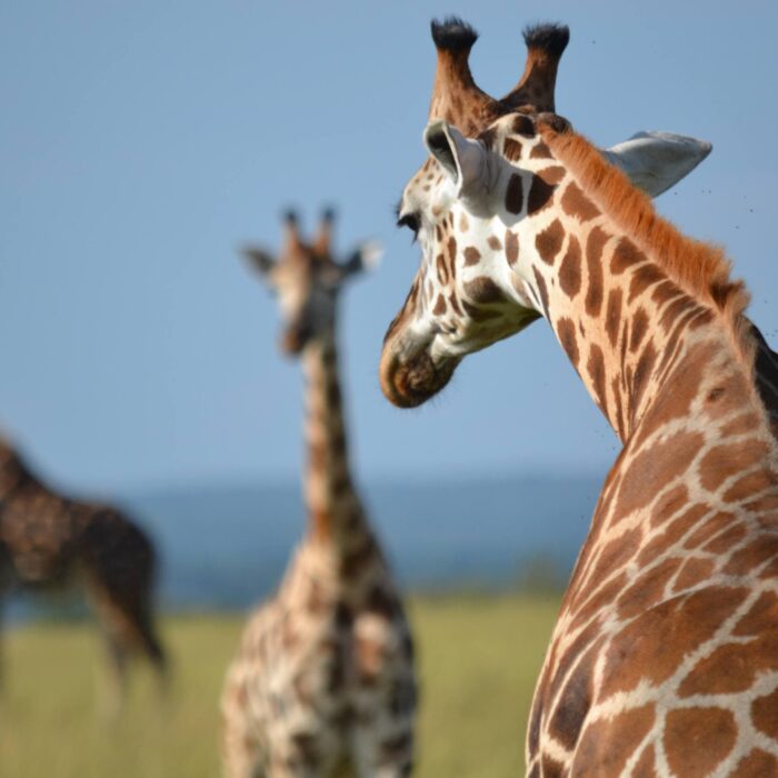 Žirafy, Uganda, archiv Enjoy Travel