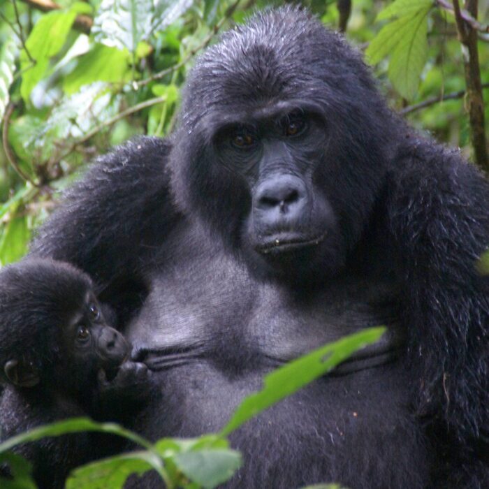 Gorily, Uganda, archiv Enjoy Travel