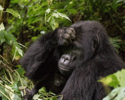 Gorily, Uganda, archiv Enjoy Travel