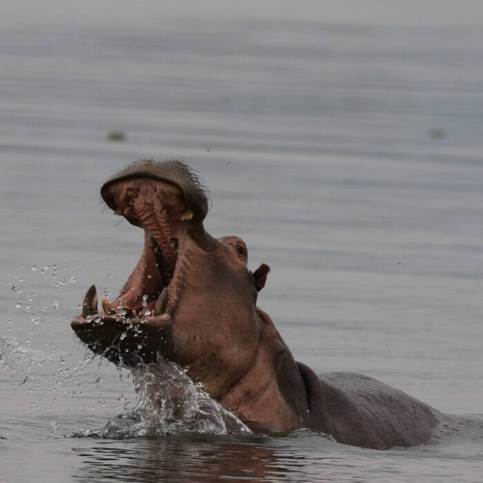 Hroch, Uganda, archiv Enjoy Travel