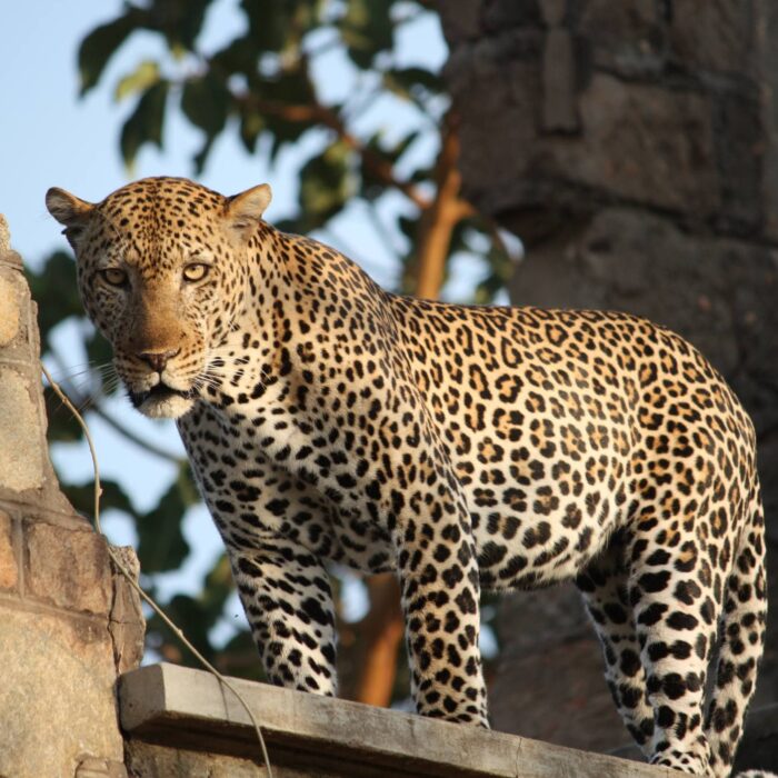Levhart, Uganda, archiv Enjoy Travel