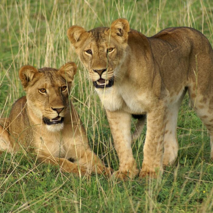 Lions