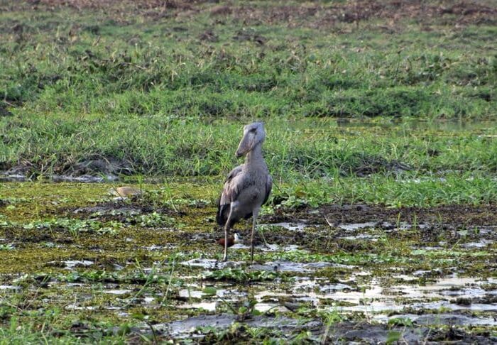Shoebill 3