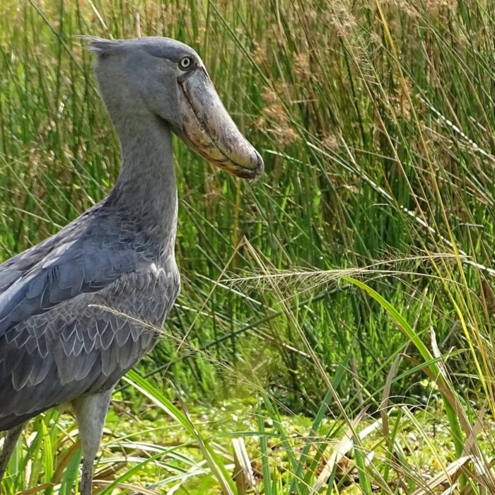 Shoebill