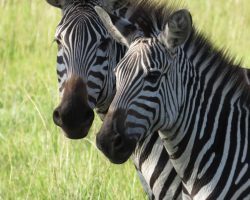 Zebry, Uganda, archiv Enjoy Travel