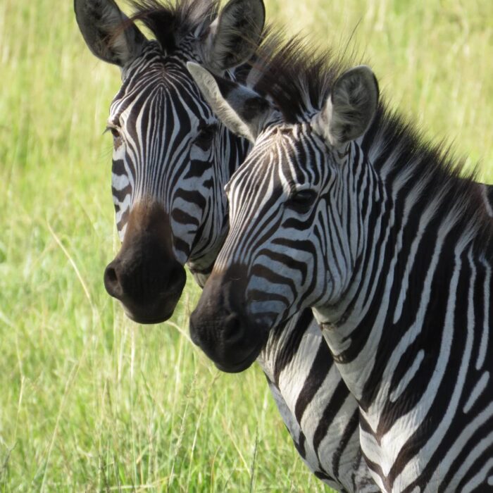 Zebry, Uganda, archiv Enjoy Travel