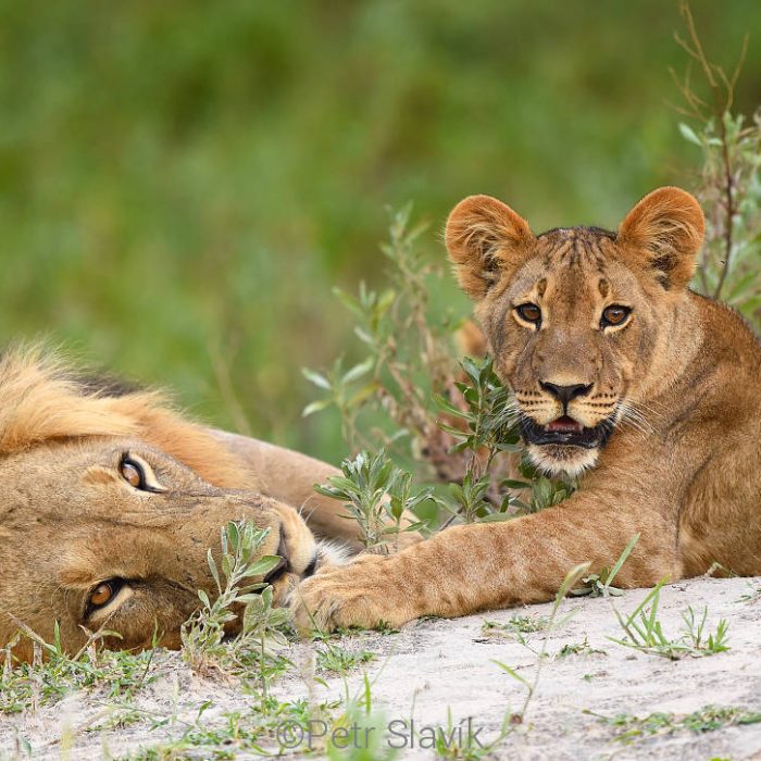 Enjoy Travel - ZAMBIE – SAFARI V SRDCI DIVOKÉ AFRIKY