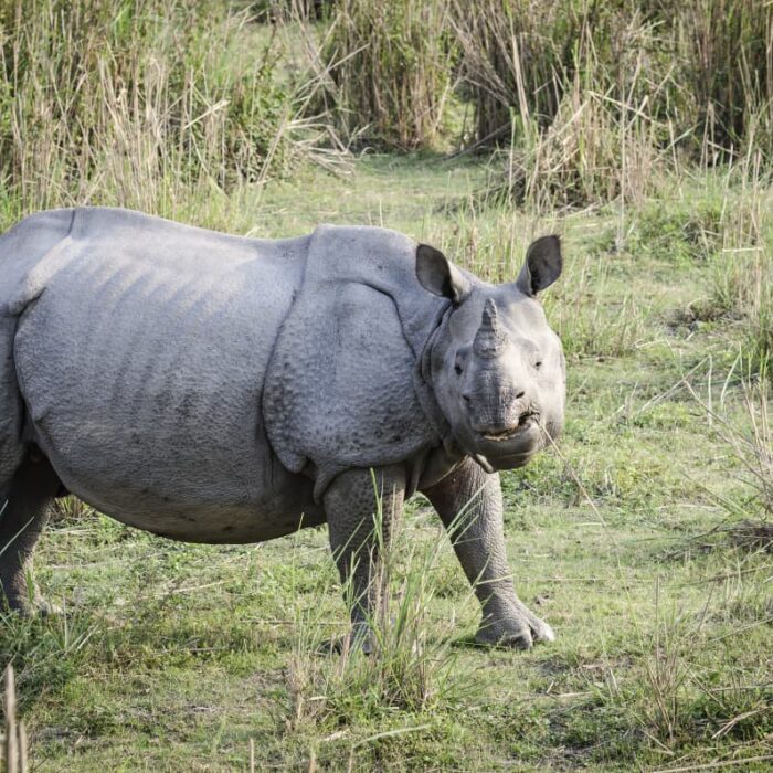 Rhino, Kaziranga