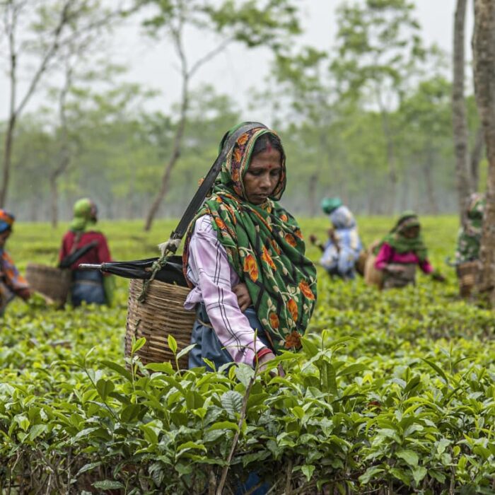Tea Pickers, Assam 3