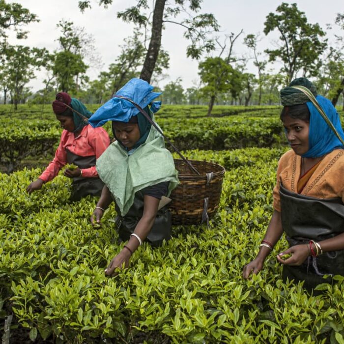 Tea Pickers, Assam