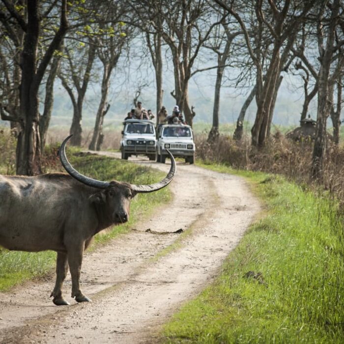 Waterr Buffalo, Kaziranga
