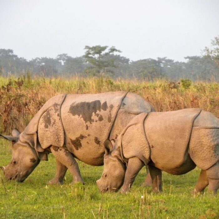 Manas Rhino 2120928 1920