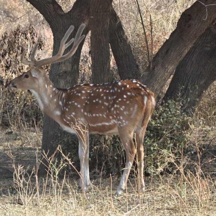 Spotted Deer 4770895 1280