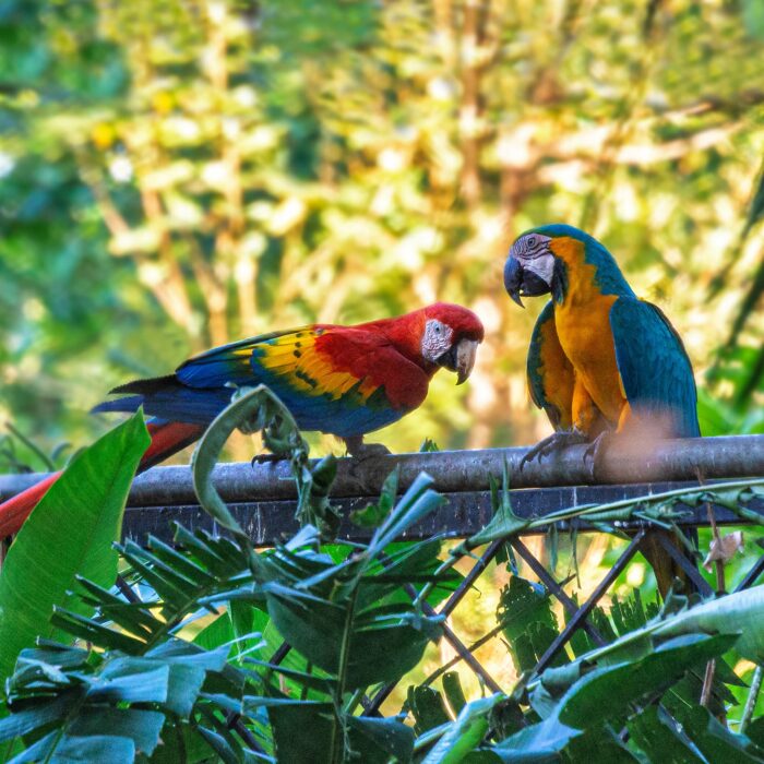 papoušci ara (scarlet macaw), Kostarika