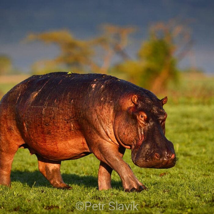 Uganda232