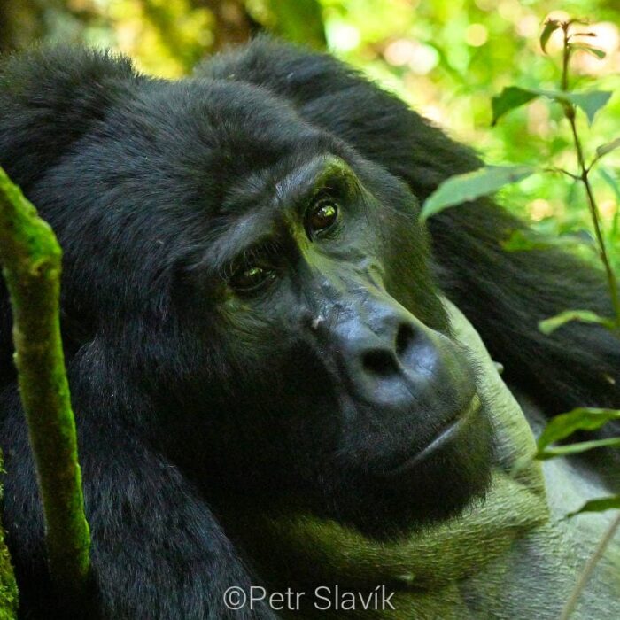 Uganda237
