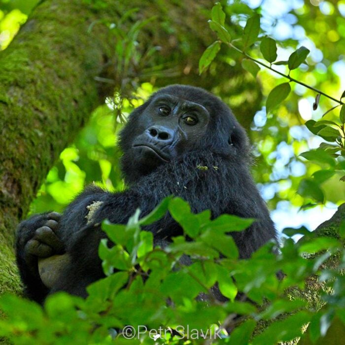Uganda238
