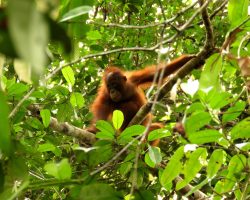 Orangutan, Indonésie, archiv Enjoy Travel