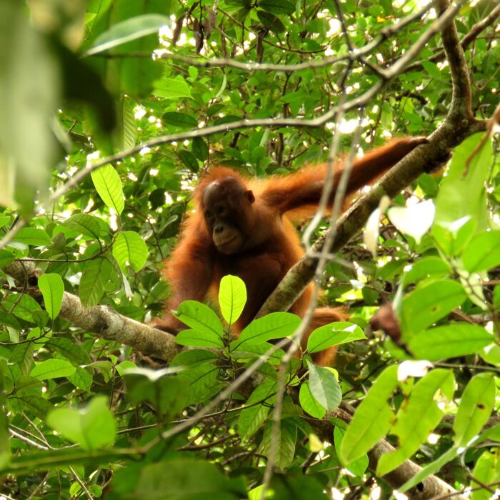 Orangutan