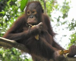 Mládě orangutana, Indonésie, archiv Enjoy Travel