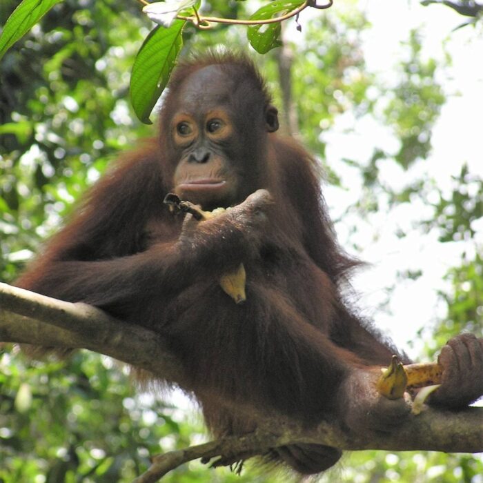 Mládě orangutana
