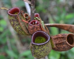 Láčkovka, Indonésie, archiv Enjoy Travel