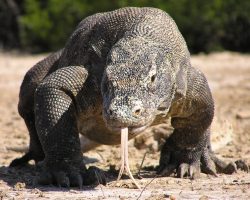 Varan komodský, Indonésie, archiv Enjoy Travel