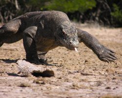 Komodský drak, Indonésie, archiv Enjoy Travel