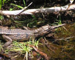 Gaviál, Indonésie, archiv Enjoy Travel