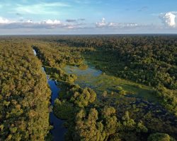 Indonéská džungle z ptačí perspektivy, Indonésie, archiv Enjoy Travel