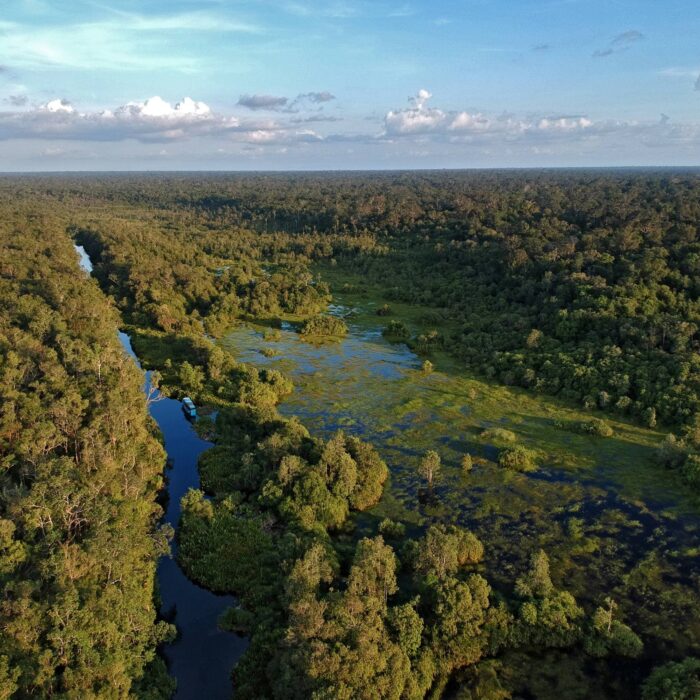 Indonéská džungle