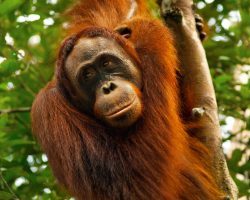 Orangutan, Indonésie, archiv Enjoy Travel