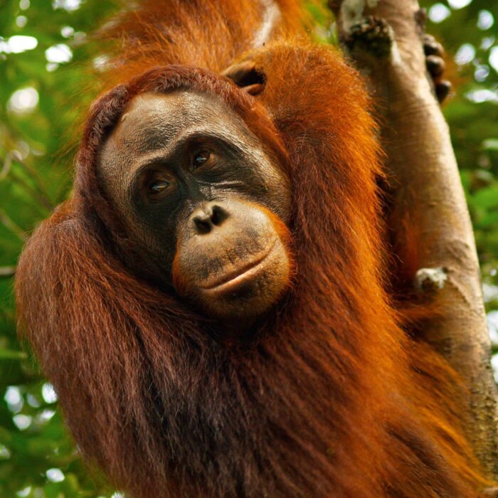 Orangutan