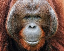 Orangutan, Indonésie, archiv Enjoy Travel